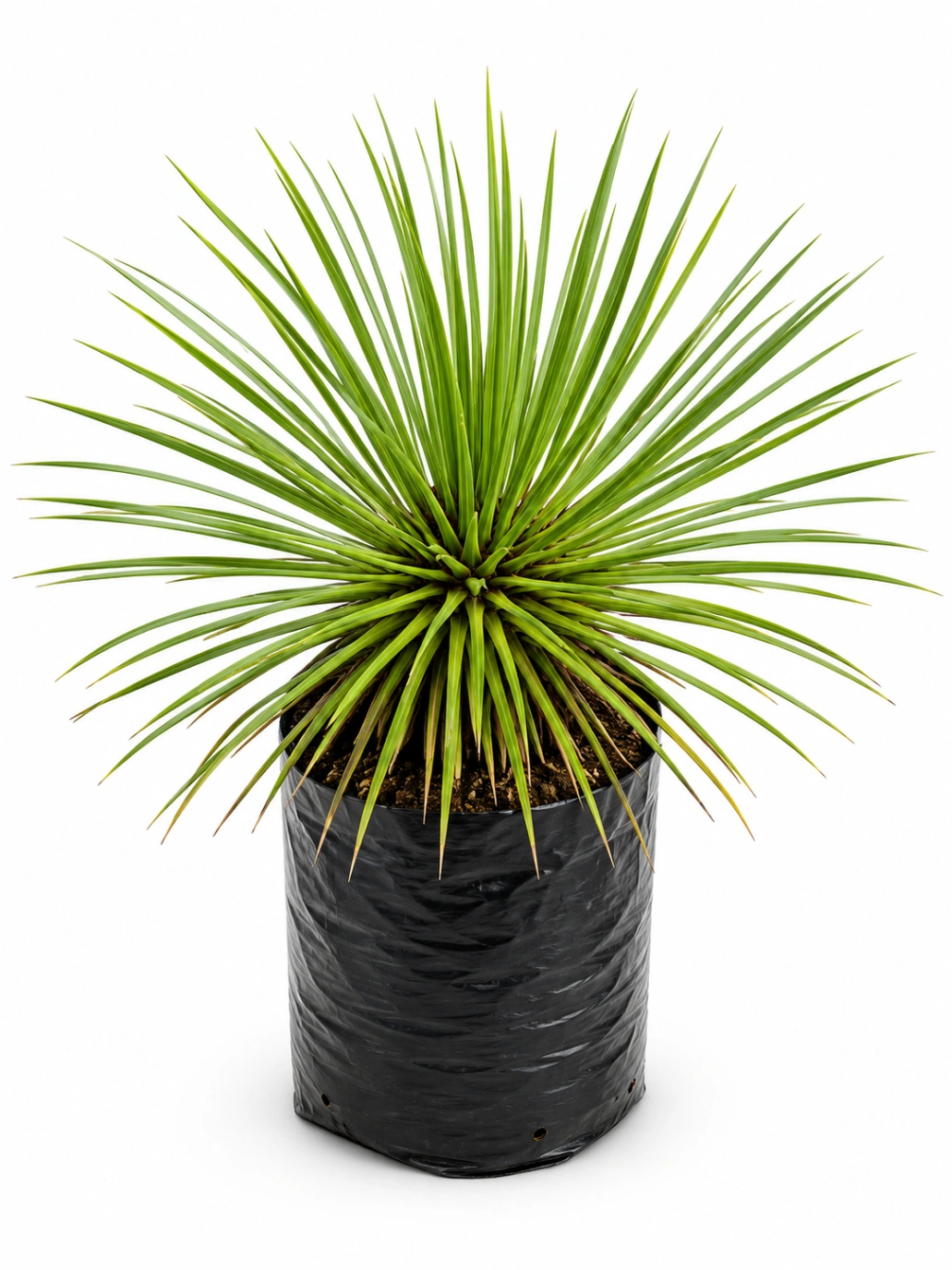 Agave Stricta