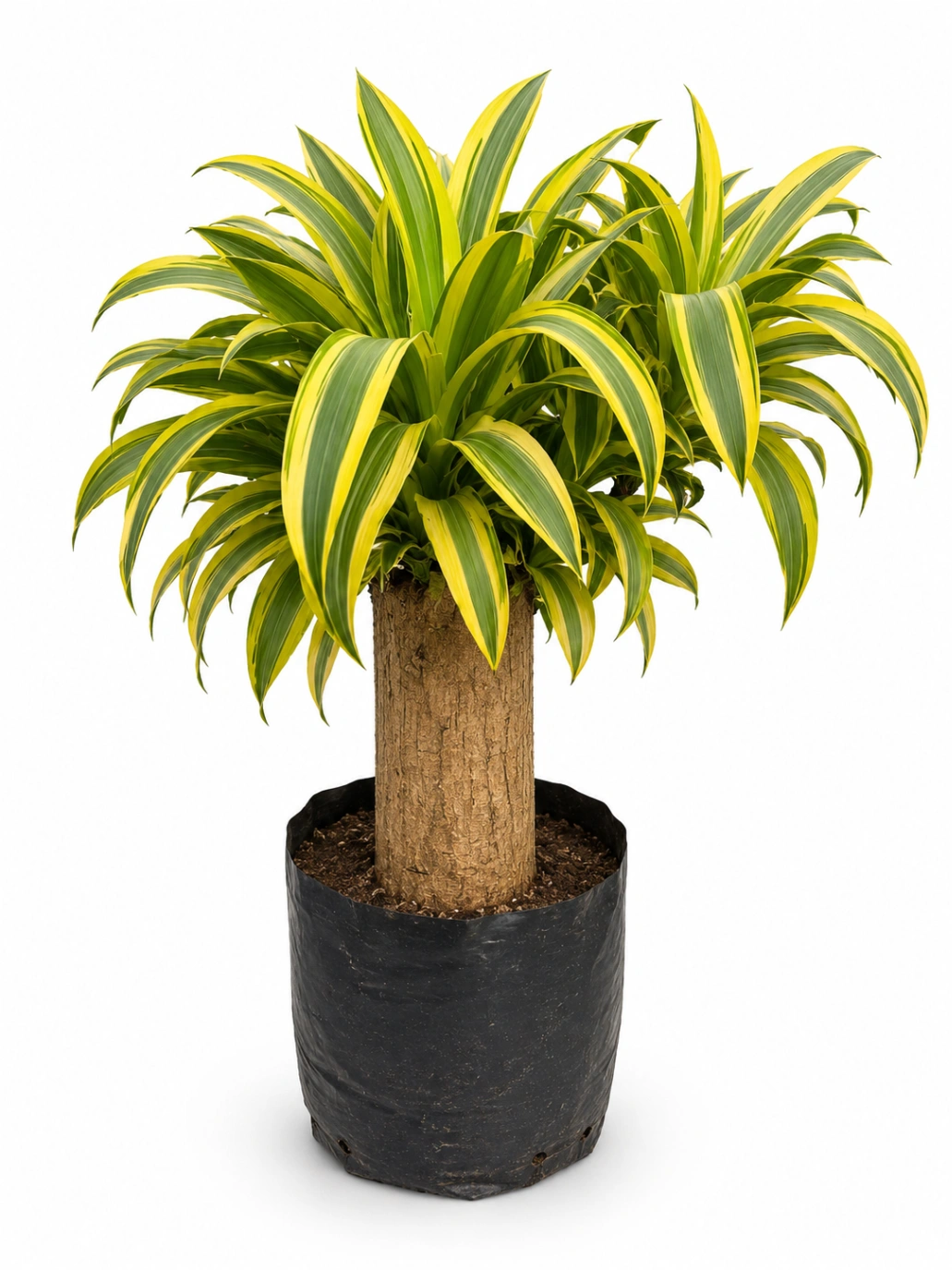 Dracena 1 Tallo