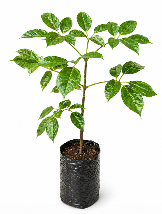 Guayacan Rosado