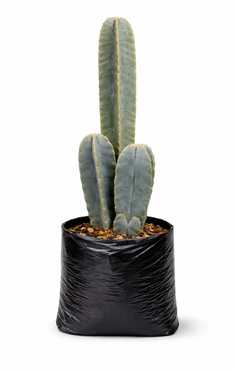 Cactus 4 Filos en Bolsa