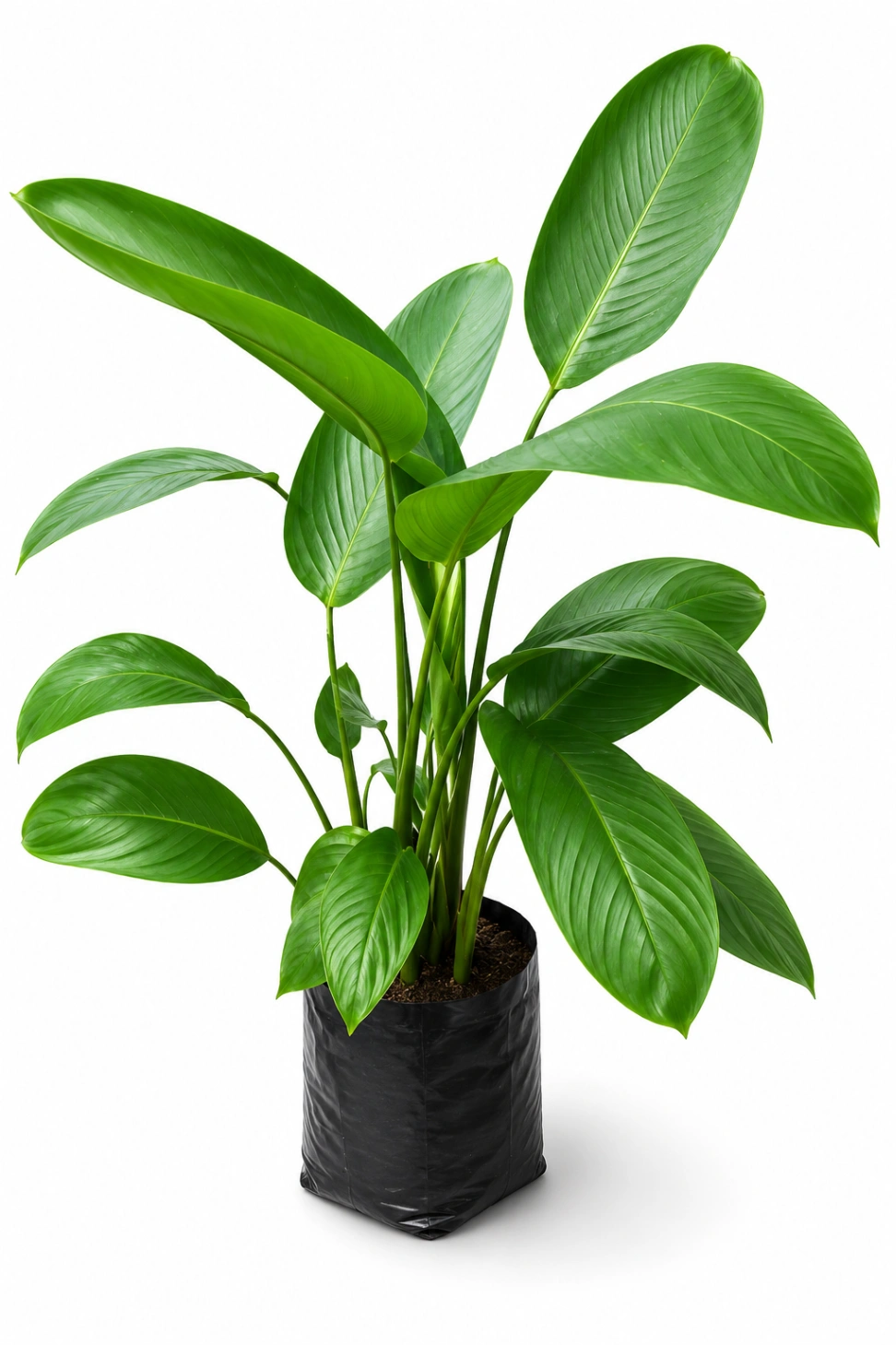Calathea Congo