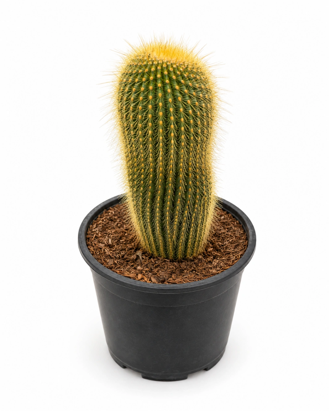 Cactus P20