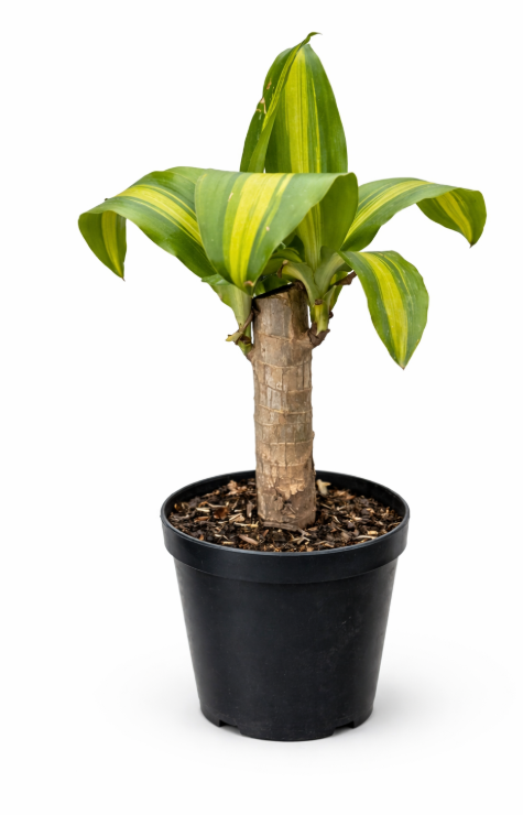 Dracena Troco Matera