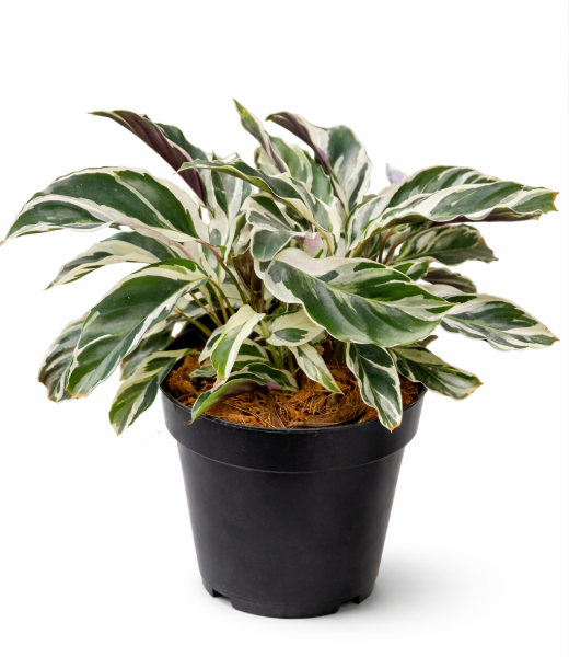 Calathea Fusión