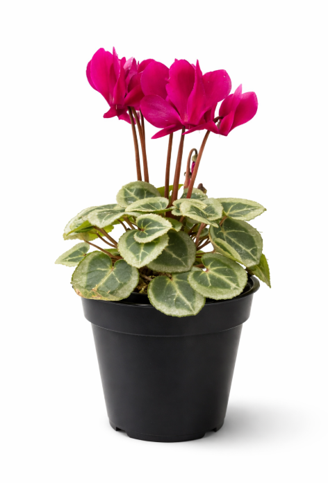 Cyclamen Mini