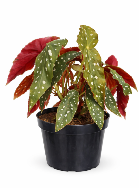 Begonia Ala de Angel Importado