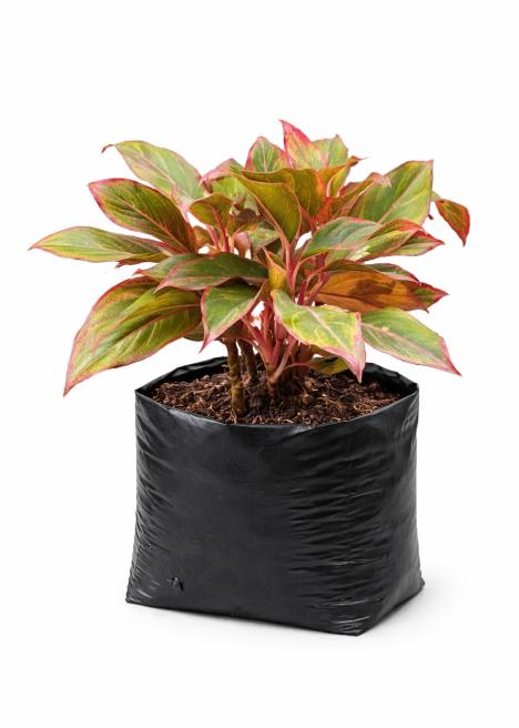 Aglonema Roja en Bolsa