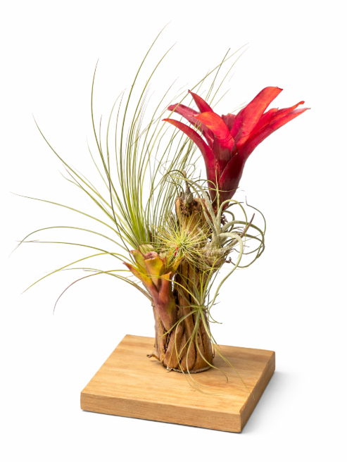 Bromelia Jardín Tabla
