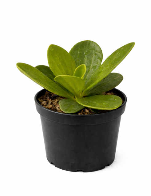 Peperomia Verde