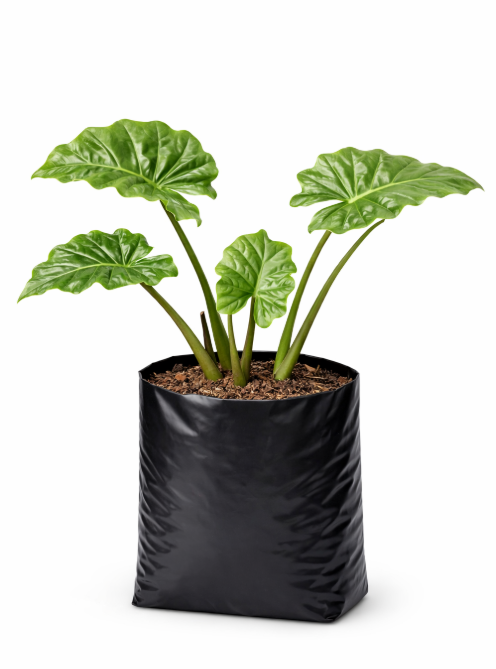 Alocasia Lechuga en Bolsa