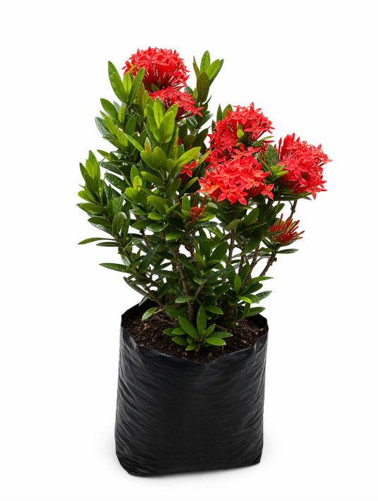 Ixora