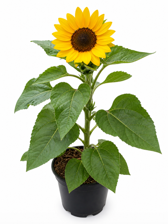 Girasol