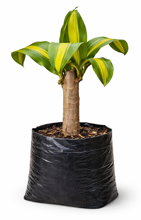 Dracena Tronco Bolsa