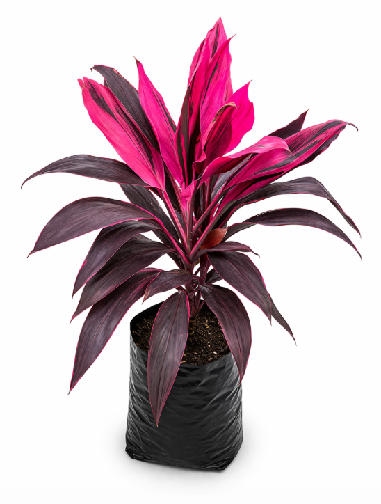 Carey Fuscia