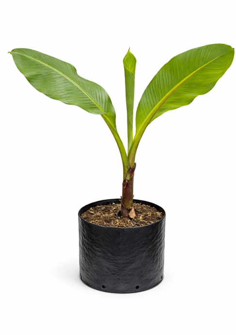 Platano Ornamental