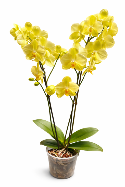 Orquidea Phalaenopsis