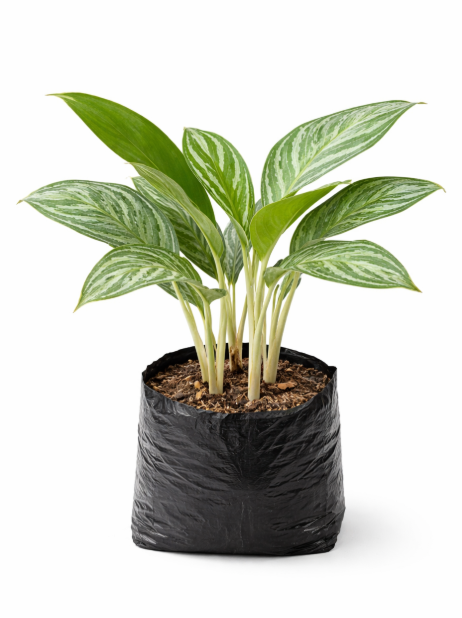 Aglonema White