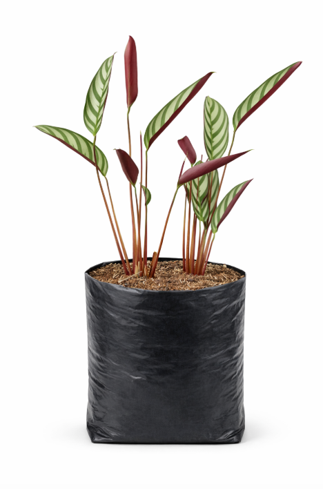 Calathea Pluma de Indio