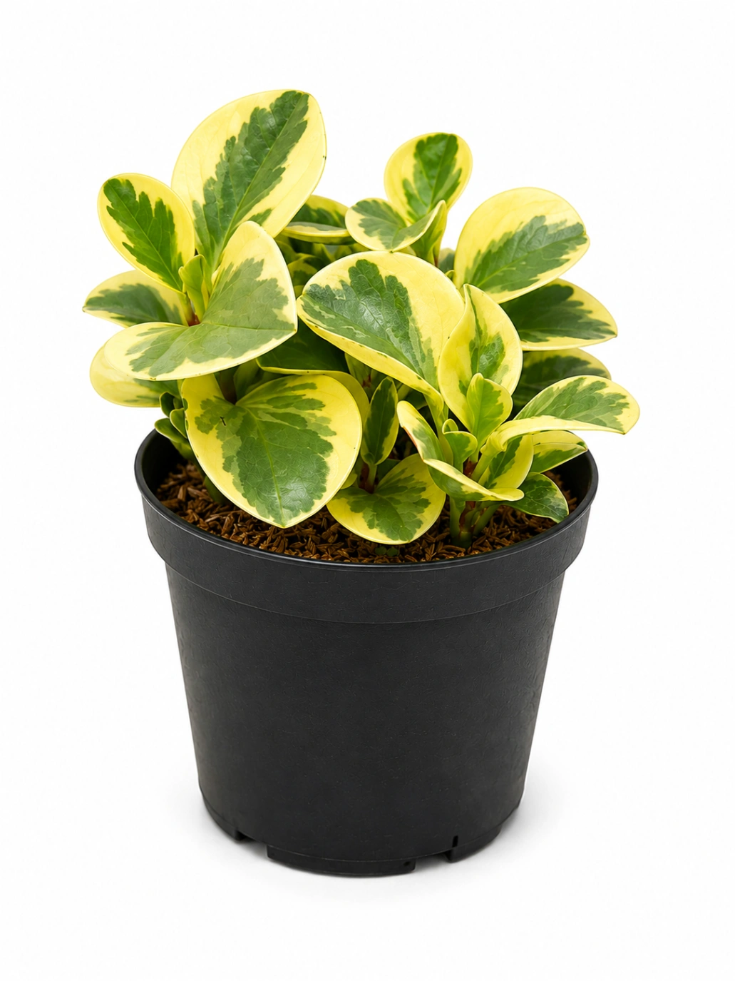 Peperomia Conga Variagada