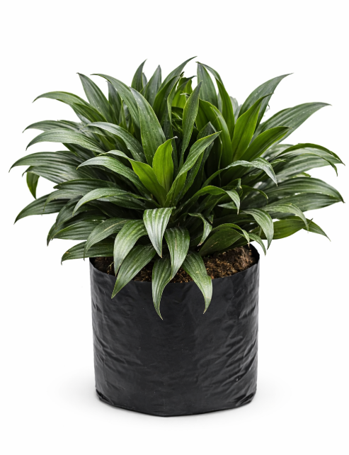 Dracena Compacta