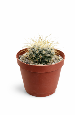 Cactus P5