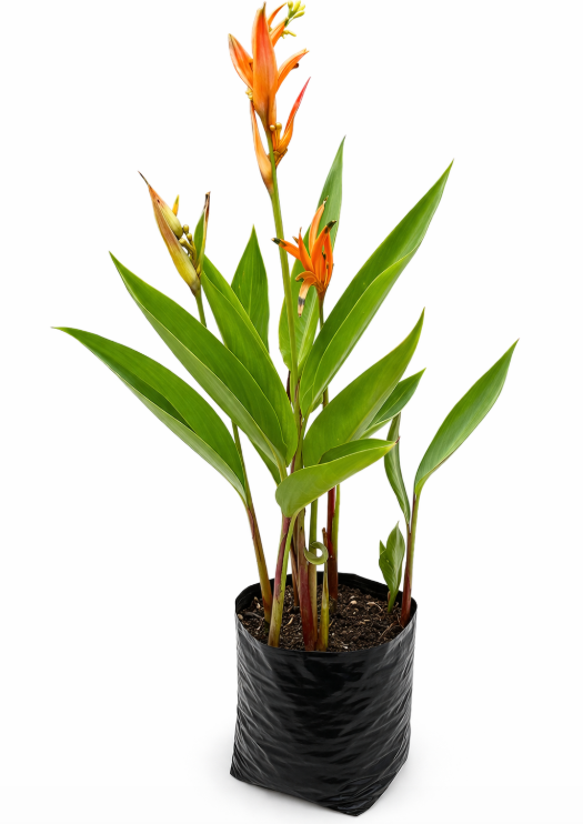 Heliconia