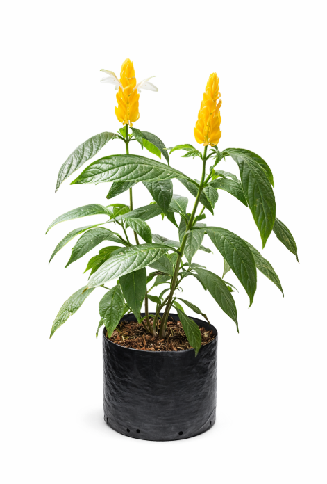 Camaron Amarillo