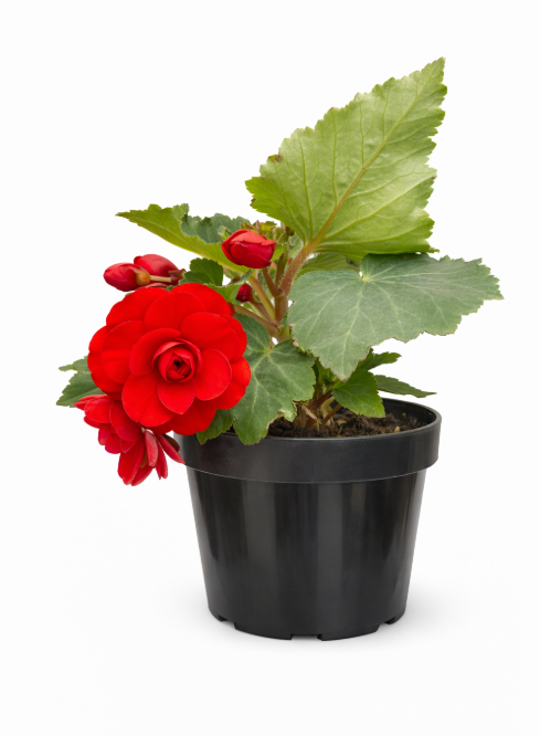 Begonia Gogo