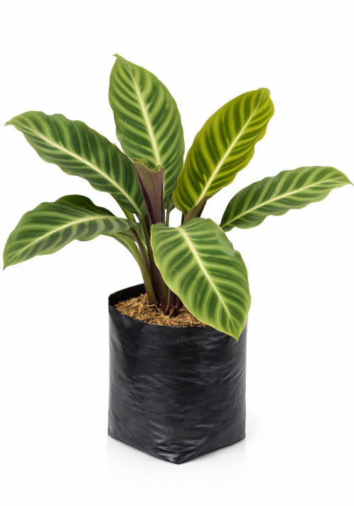 Calathea Morada