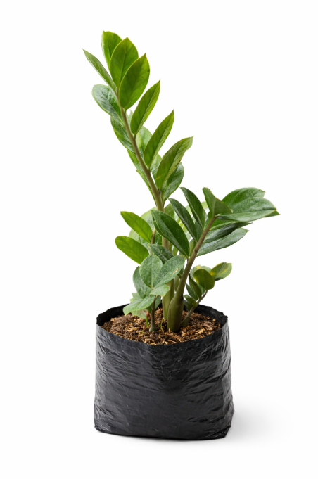 Palma  Samioculca