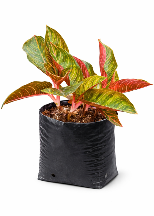 Aglonema Sumatra
