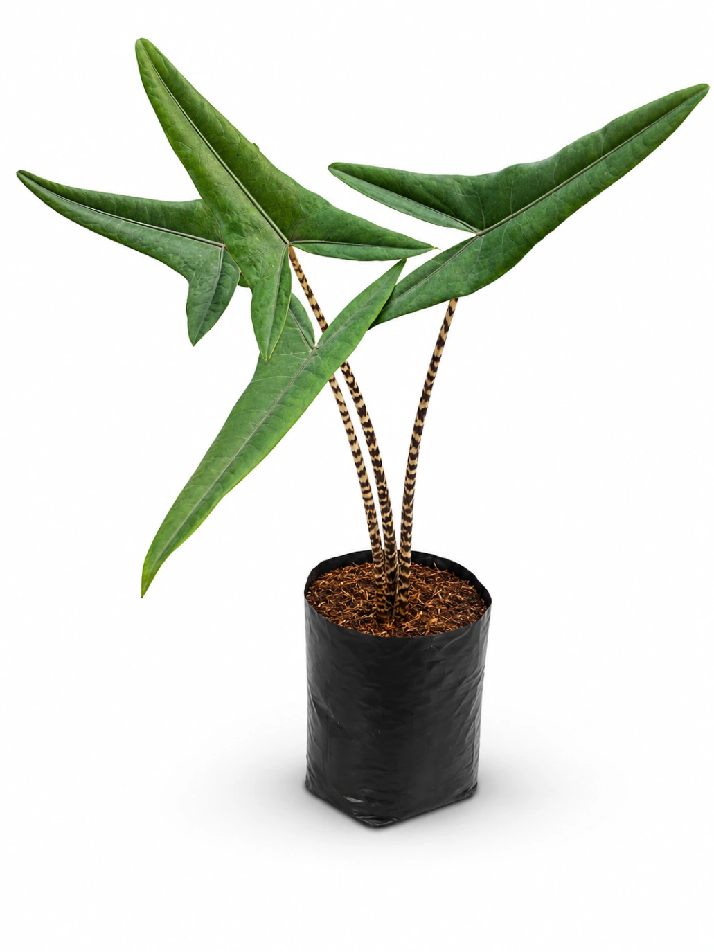 Alocasia Cebrina