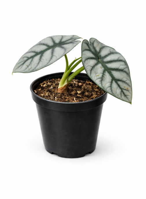 Alocasia Dragon De Plata