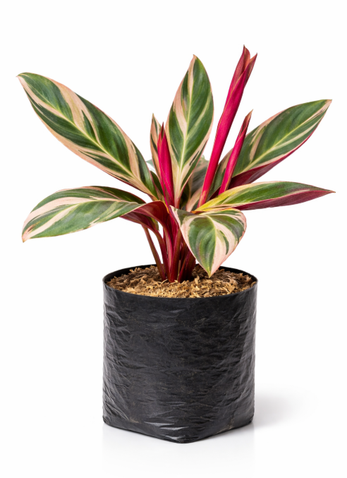 Calathea Tricolor