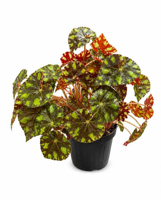 Begonia Piel de Sapo