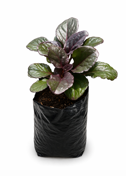 Afuga Morada