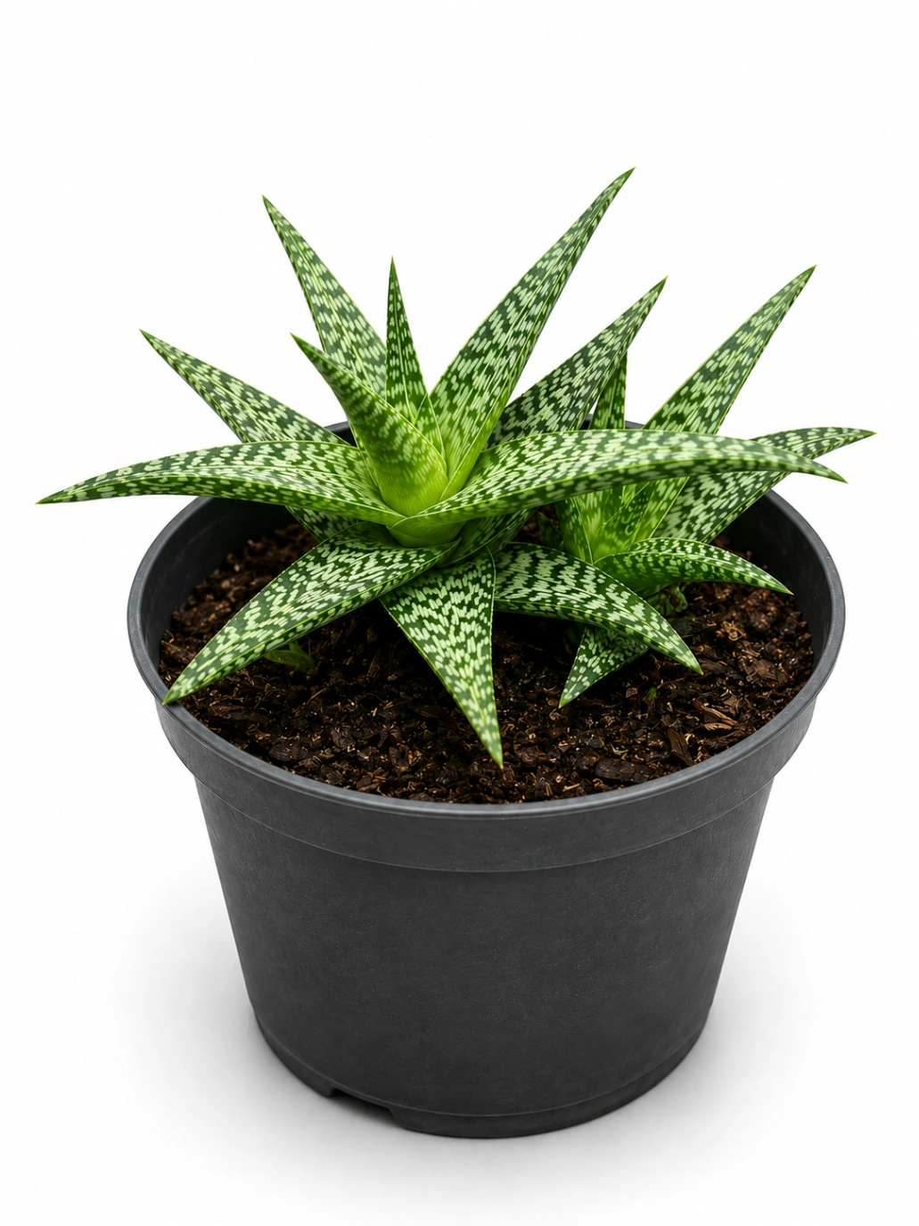 Aloe Tigre