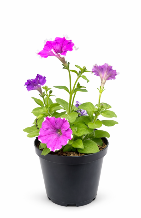 Petunia