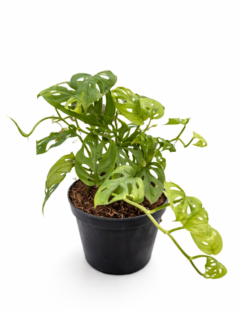 Philoendro Hoja Rota