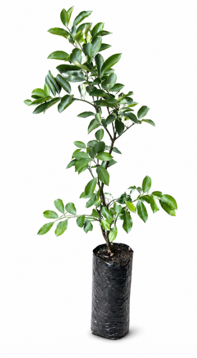 Limon Taity