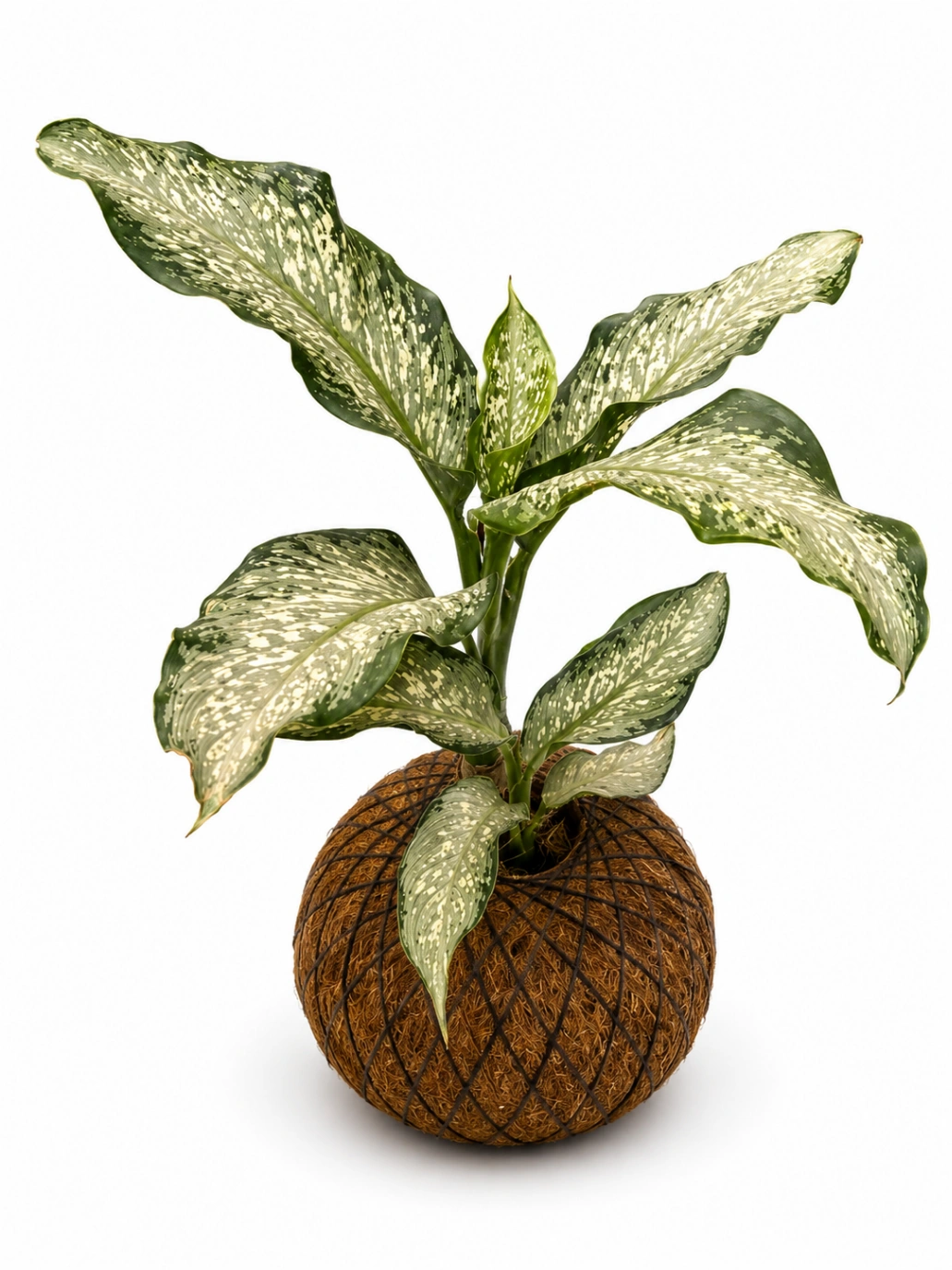 Kokedama Difembaquia Exotica