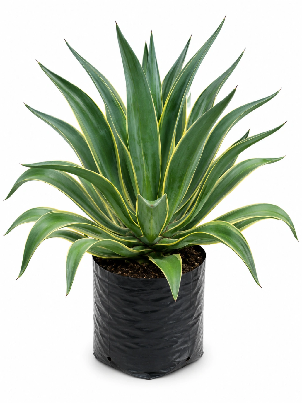 Penca Agave