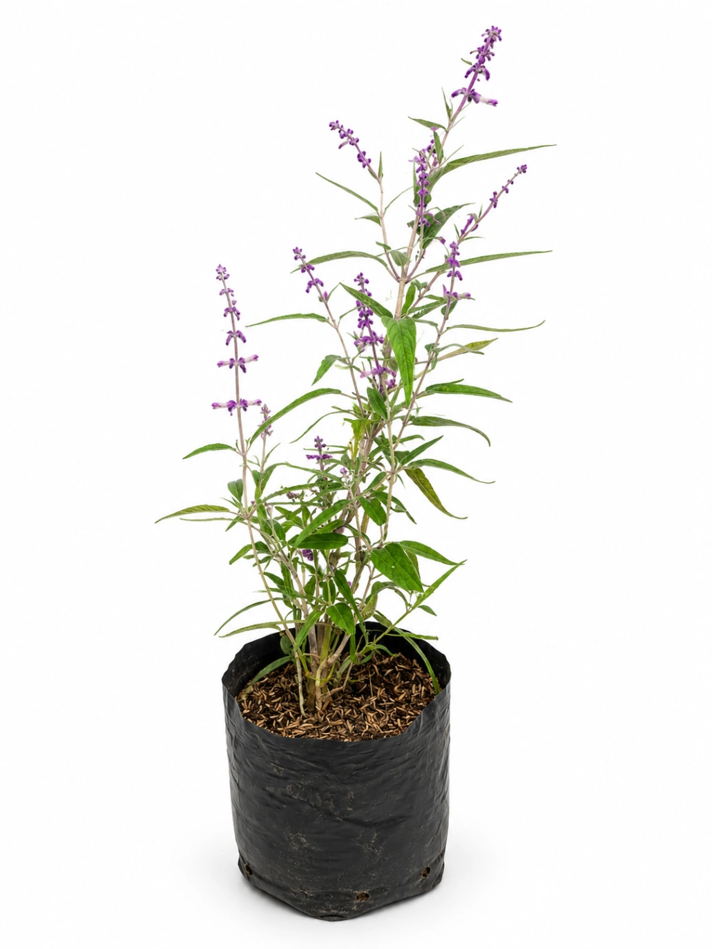 Salvia Santabarbara
