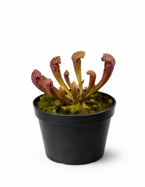 Carnivoras P12