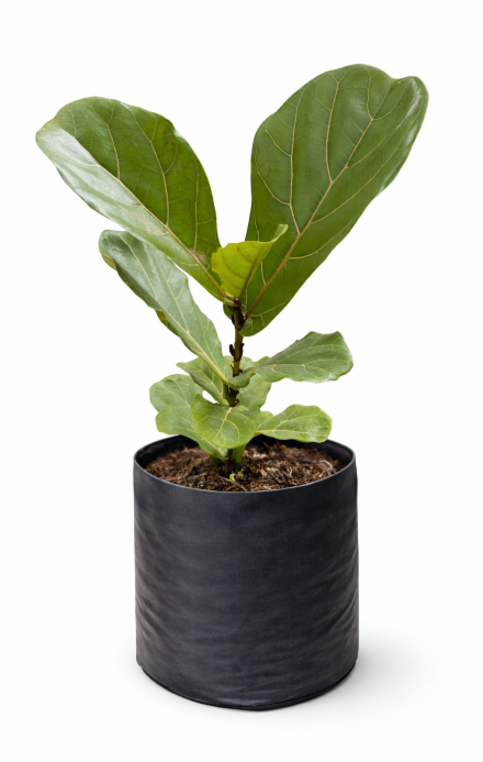 Pandurata Lyrata en Bolsa