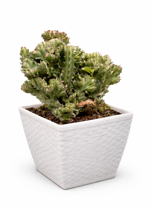 Cactus Cristata