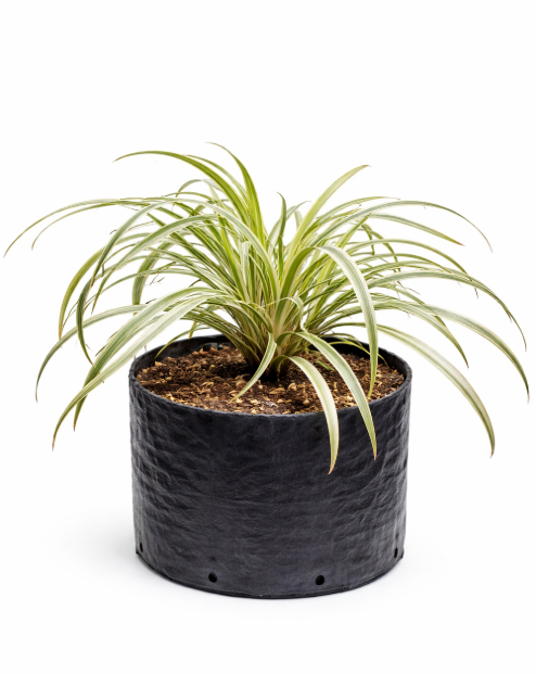 Liriope Variagado