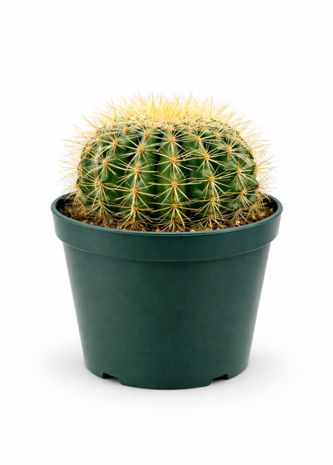 Cactus Colchón de Suegra