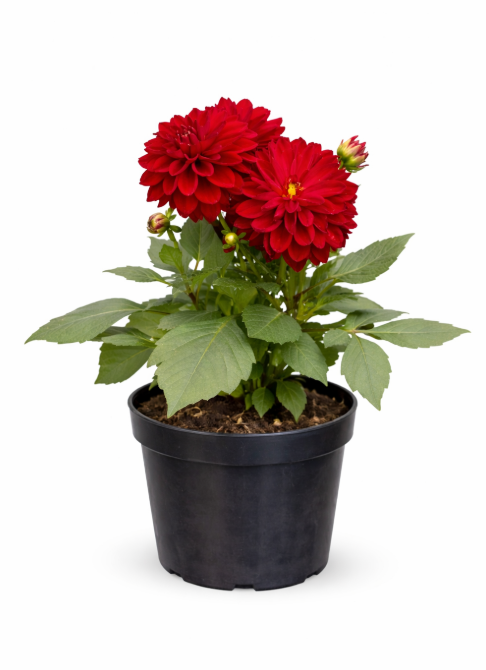 Dalia