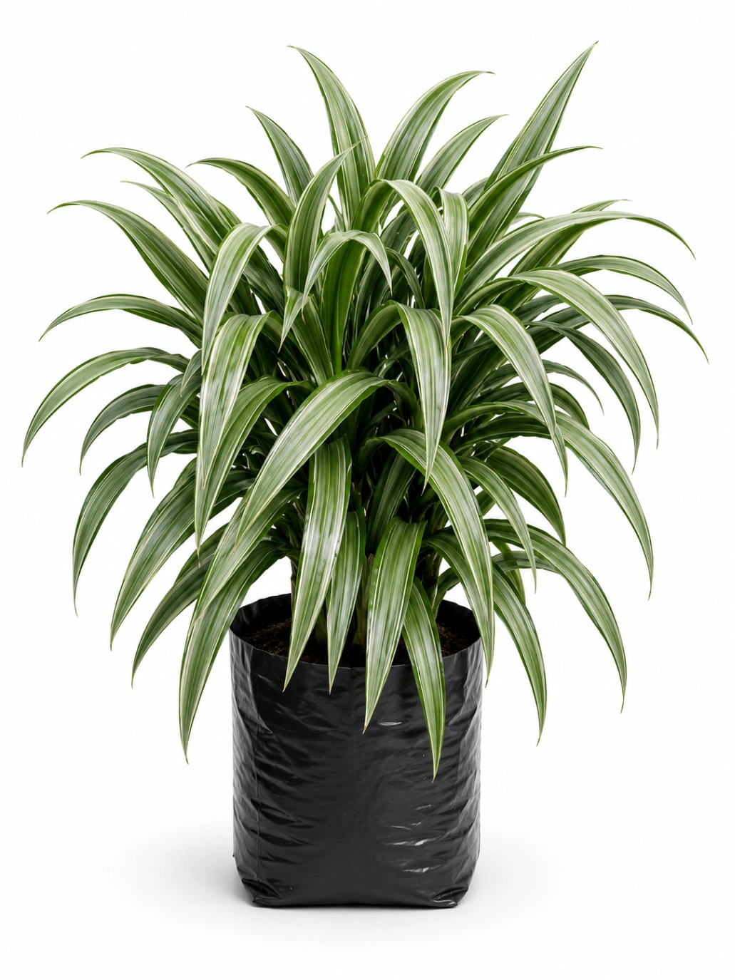 Dracena Warneque